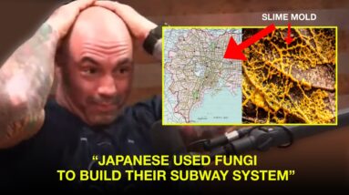 Joe Rogan's Mind Blown by Fungal Intelligence (slime mold Japanese subway)