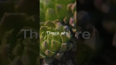 "432 number appears on Earth REPEATEDLY"